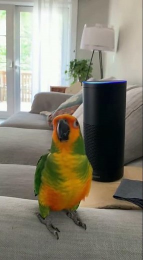 🎉🦜Parrot Throws a Solo Party with Alexa While Owner’s Away
