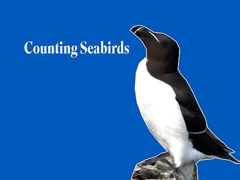 How the RSPB counts seabirds at its Fowlsheugh nature reserve