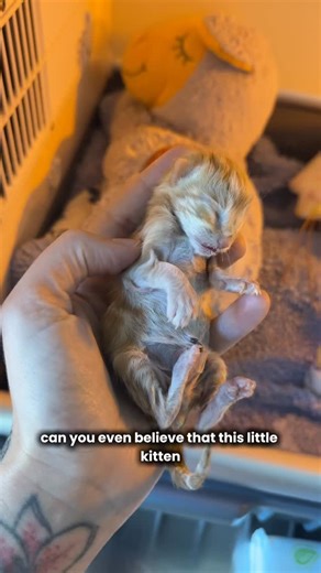 It’s adoption day for String Bean and Cassie! 🧡🤎 | Kitten Lady