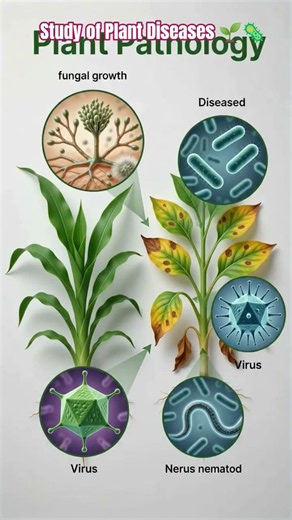 Plant PathologyStudy of Plant Diseases 🌱🦠 What Is Plant Pathology? The Science of Plant Diseases