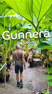 Head Gardener Darren tells the story of our gigantic gunnera 🌱 . . . #gunnera #gunneraxcryptica #gunneramanicata #trebah #trebahgardens #trebahgarden #subtropicalgarden #subtropical #cornishgarden #falmouth #penryn #truro #redruth #helston #bestdaysoutcornwall #daysoutincornwall #thingstodoincornwall #ilovecornwall #amazingcornwall #discovercornwall | Trebah Garden