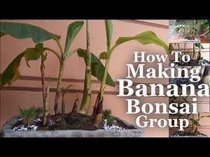 How to Make Banana Group Bonsai at Home with Forest Style//GREEN PLANTS