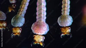 Mosquito, Larvae and Pupae in polluted water. Culex pipiens (the common house mosquito or northern house mosquito) is a species of blood-feeding mosquito of the family Culicidae