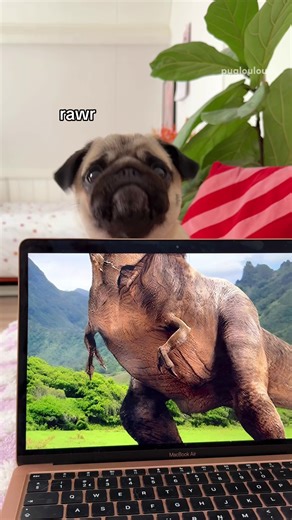 Beware of this dinosaur and her chomps 🦖🦕 IB: @Bepo と Tomodachi #pug #dog #pugsoftiktok #dogsoftiktok