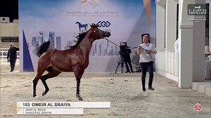 16K views · 1.2K reactions | 4th Doha International Arabian Horse Show 2024 Colts 2 Years Old (Class 5A) 1 st Place 153 – OMEIR AL SRAIYA 92.30 Birth: 29/05/2022 Color: Bay Sire: AMIR AL REEH Dam: SHALFA AL SRAIYA Breeder:AL SRAIYA STUD Owner:AL SRAIYA STUD | Arabian Essence di Elvis Giughera | Facebook