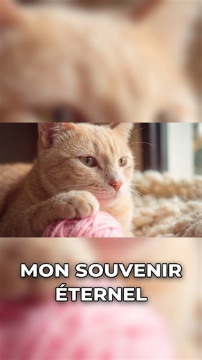 Le lien indéfectible entre mon chat et moi #chat #lien