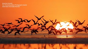 15K views · 426 reactions | Watching birds provides a lens into another world of fascinating behaviors and displays. From behind their lenses, the creators of the photos and videos from the Audubon Photography Awards capture those meaningful moments. Take a look at this year's winners! bit.ly/4cgGRSx | National Audubon Society | Facebook