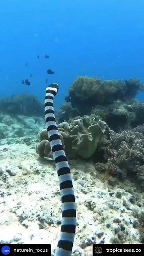 3.4K views · 120 reactions | Meet the Banded sea krait. While most...
