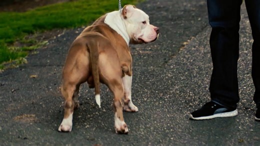 American Bully Nino bound for champion status (fan submitted)