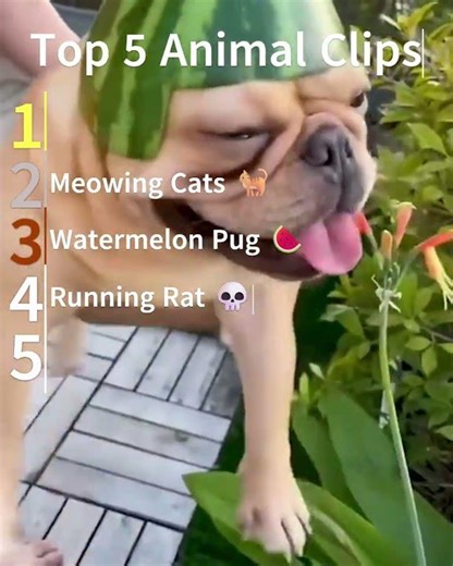 Top 5 Animals Ranked 1-5 🐾 #1 is Crazy!