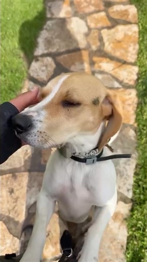 Perros cariños 😍 - Residencia Canina Akrama Cantabria #hotelcanino #perrosfelices
