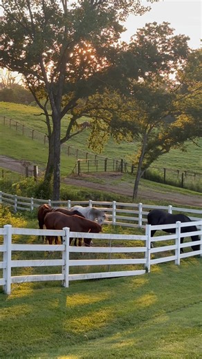 179K views · 14K reactions | Evening hen party. | Running Springs QH & Cattle Co | Facebook