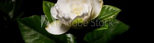 Time lapse of blooming flower of Rosa"Gardenia", white flower from bud to full blossom, 4k footage studio shot zoom out effect.