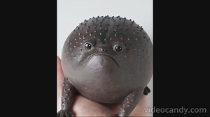 Black Rain Frog
