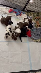 11K views · 407 reactions | ❤️ LET THE WRESTLING MATCH BEGIN!!! Mom is nearby and will step in if it gets too rough!!! | Florida Poodle Rescue | Facebook