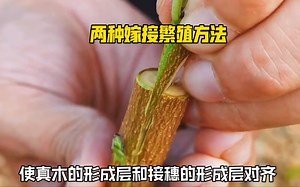 两种方法家庭养花种树帮你快速嫁接出幼苗