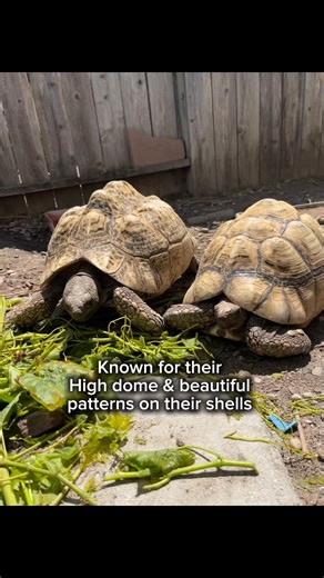 What species is this spotted reptile ? #LeopardTortoise #TortoiseLife #ReptileCommunity #ExoticPets