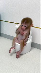 3M views · 39K reactions | Look at that! Baby monkey so cute 殺 #monkey #cute #babymonkey #animals | Neymar Michael | Facebook
