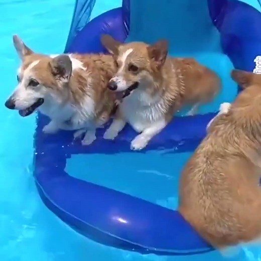 468K views · 4.4K reactions | Best pool party ever! | LADbible Australia | Facebook