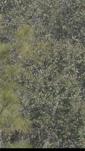 Red Shouldered Hawk eats what I believe to be a juvenile pleco, armored sucker fish. Plecos are an invasive species and as they get older they grow tough armor like plates. It is always nice to see our native species adapting to eat some of the human introduced invasive ones. Captured this video on my birthday trip to Lake Louisa early February. #wildlife #invasivespecies #birder #birdphotography | Samuel Patrick Bips