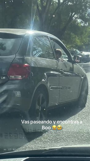 Finding Boo: A Humorous Encounter on the Go