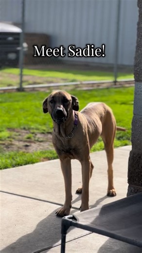 1.1K views · 48 reactions |  Meet Sadie — our 1-year-old Great...