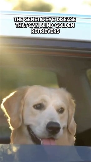 Unveiling the Hidden Dangers for Golden Retrievers!