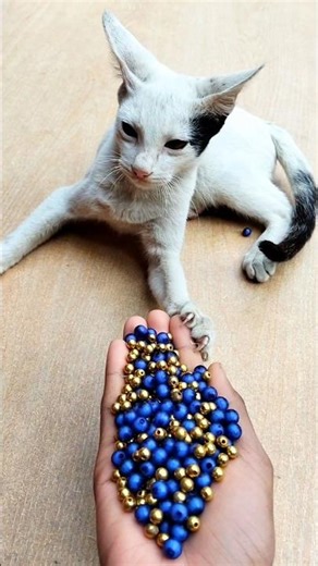 Beads Satisfying Cat 🌈 ASMR Reverse Magic#shorts #cat #asmr #beads #satisfying