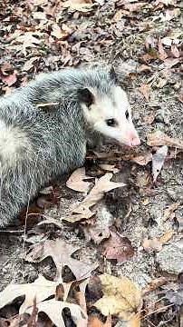 Fact or fiction about opossums. Tick eating, immune to venoms, and rabies #wildlifedisease