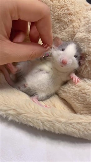 Adorable Dumbo Rats: Meet These Cute Pets!