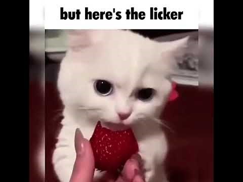 Cat gifs with sound effects