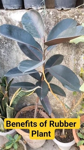 Indoor plant (Ficus Elastica) Rubber plant, benefits of Rubber plant #rubberplant #indoorplants #yt