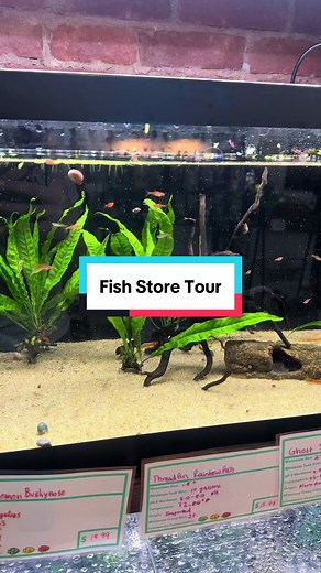 Discover Our Betta Fish Store After One Year