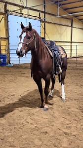 15K views · 209 reactions | Chuckles is a funny dude. | Lucia Lhotak Performance Horses | Facebook