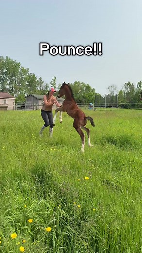 Foal Playtime: Learning Boundaries with Baby Horses