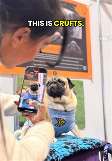 The Ethics of Dog Breeding: A Call for Reform