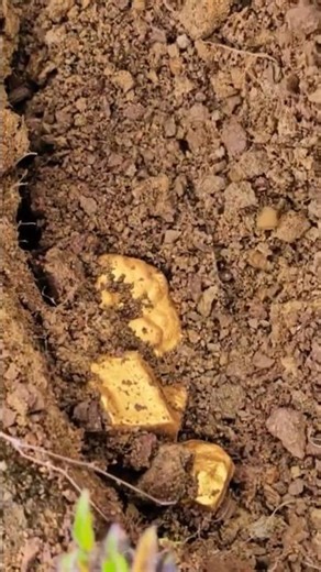 we found Gold | #goldhunting #gold #shorts