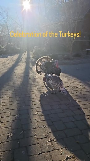 We welcome you to the Celebration of the Turkeys today! Tickets link in Bio on IG or https://www.unityfarmsanctuary.org/celebration #WeAreSanctuary | Unity Farm Sanctuary