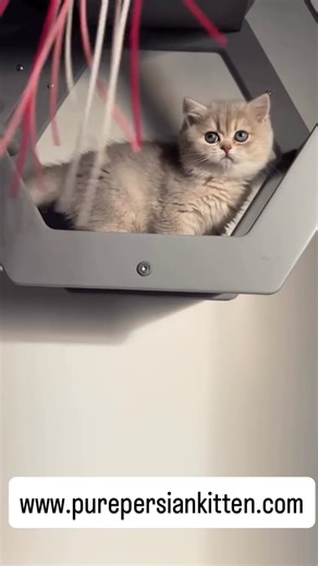 Adorable Persian Kittens For Adoption 🐾 These fluffy, playful bundles of joy have stunning blue eyes and silky, luxurious coats. Raised with love, they’re social, healthy, and ready to steal your heart. Perfect for families or cat lovers seeking a cuddly companion. Visit Websit! 👉www.purepersiankitten.com 👈😻 #PersianKittens #KittensForSale #CuteCats #PersianCats #CatLovers #FurryFriends #AdoptDontShop #KittenLove #PetAdoption #FluffyCats | Persian kittens for adoption in Denton