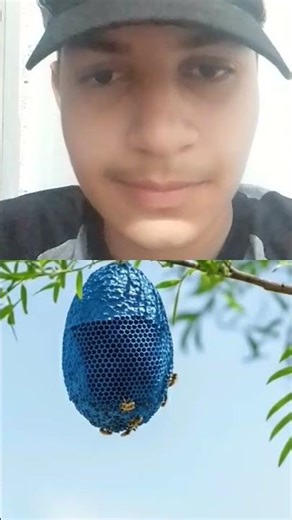 Why is the honey in the beehives blue? 🤔