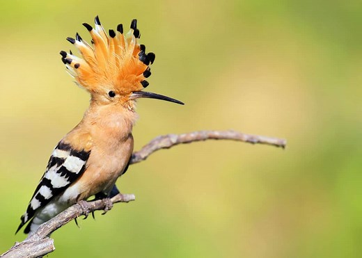 30 Hoopoe Facts: Fly-Catching Punk Rocker (3 Species of Upupa) | JustBirding