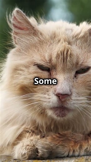 Do Cats Get Constipation? The Surprising Truth! #shorts