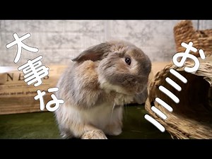うさぎさんのたれ耳で遊んだった【ホーランドロップ】