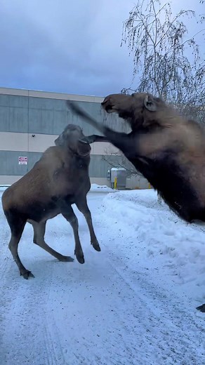 Female Moose Territory Dispute | Moose Calves Fight | Alaska Wildlife