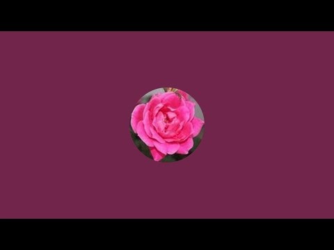 In Rose's Garden is live! Making Hair Barrettes!