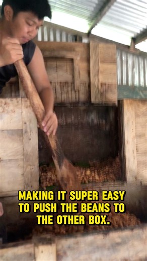 “Turning cacao beans the traditional way! We move them from one fermentation box to another using a paddle. This process helps develop the rich chocolate flavor you love!”#CacaoFermentation #BeanToBar #ChocolateMaking #CacaoProcess #ArtisanChocolate #FarmToBar #CacaoLife #ChocolateLovers #SustainableFarming #CraftChocolate | Apoy Benit Cacao Agricultural Farming | Facebook