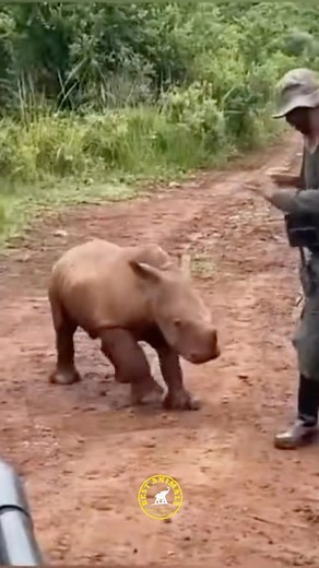 12K views · 454 reactions | Rhino Attacks  - Cute Baby Rhino ❤️ IG : @bestanimalsreels  By : @careforwild #Rhino #rhinoceros #wildlife #cute #babyrhino #wildlifephotography #safari #safariphotography #africa #adventure #travel #baby #aminebelhouari | My Petsie | Facebook