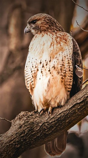 Hawks are powerful birds of prey with sharp vision and talons.#hawk#hawks