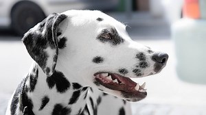 The Mysterious Origins of the Dalmatian Dog - Total Croatia