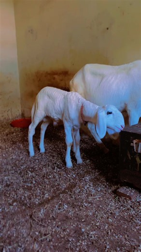 Vidéos de C_creation_couture (@c_creation_couture) avec son original - C_creation_couture